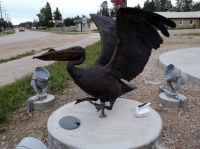 Pelican Picture #2