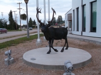 Woodland Caribou Picture #2