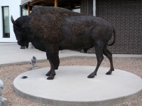 Wood Bison  picture #2