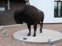 Wood Bison Picture #3
