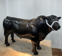 Black-Angus-bull-scaled